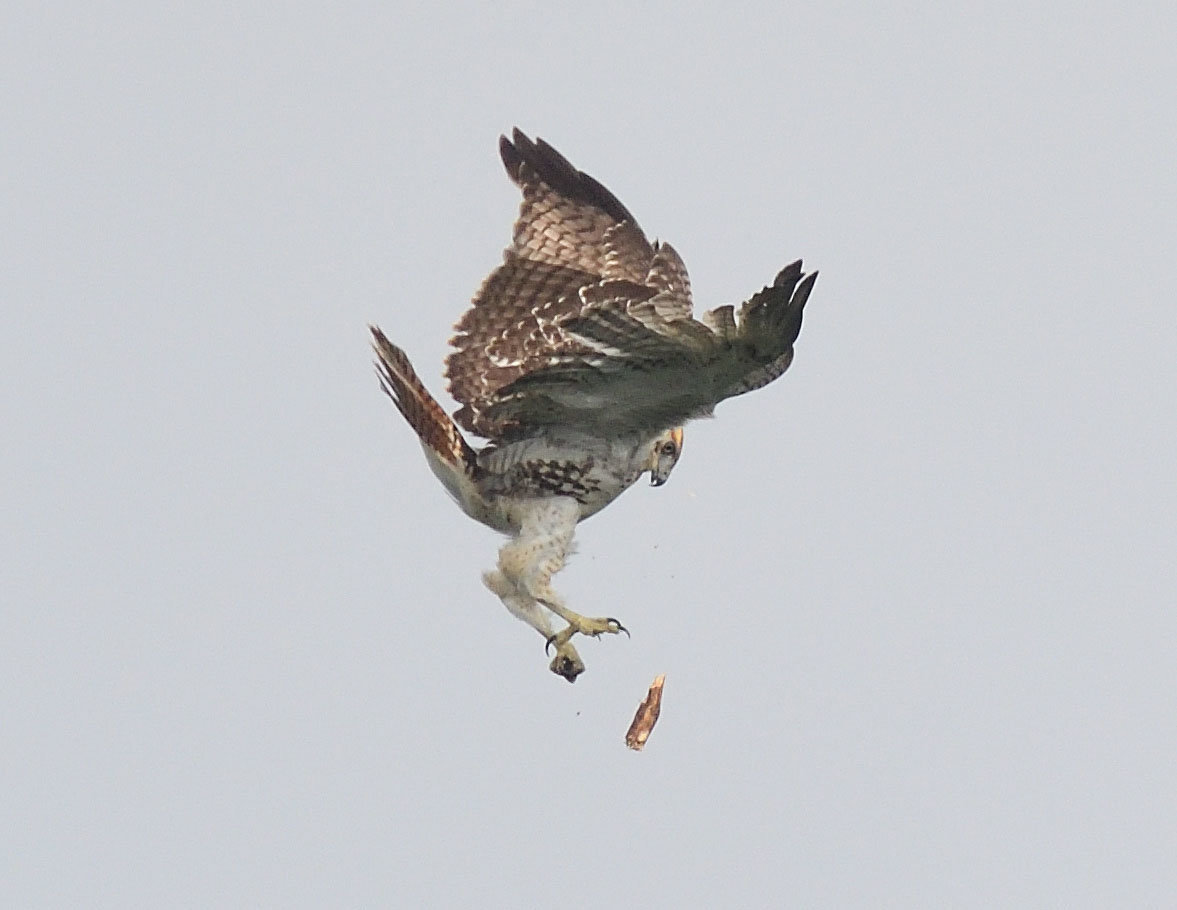 Our player for this sequence has just dropped a small chunk of wood. Whether it was an accidental drop, perhaps changing feet for a grip, or deliberate is hard to say. The young hawk has its eye on it.